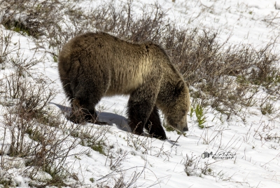 Snow and Cubs YNP May 2025